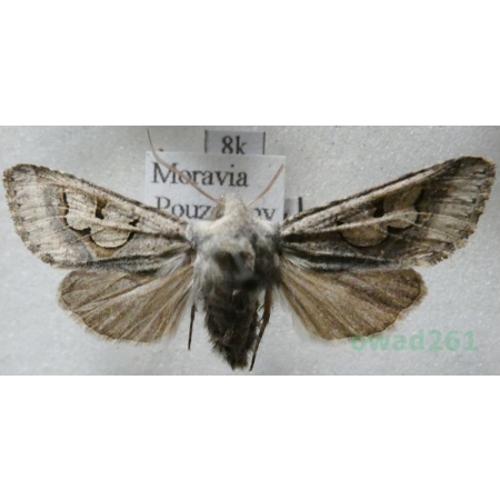 Perigrapha i-cinctum (Denis & Schiffermüller, 1775) Czech8k